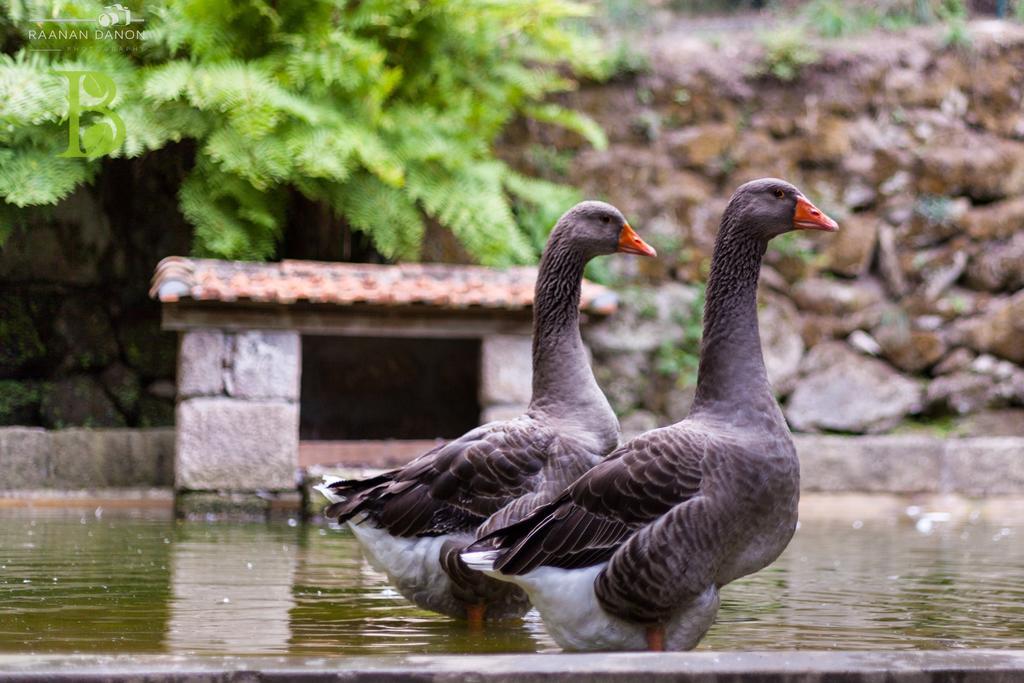 Quinta Da Bouca - Agroturismo Pacos de Gaiolo ห้อง รูปภาพ